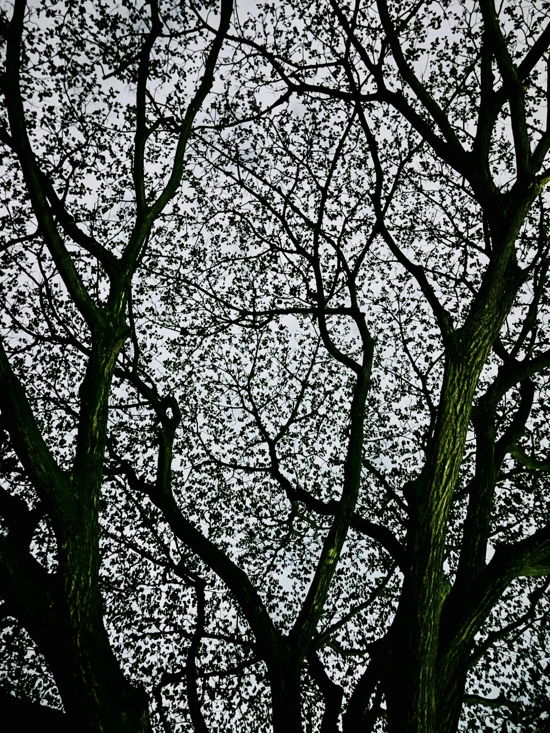 寻找同样爱抬头拍🌲的人