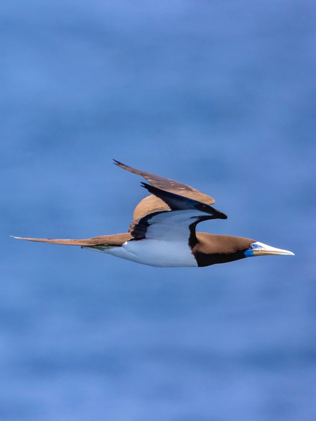 褐鲣鸟，就是这么丝滑