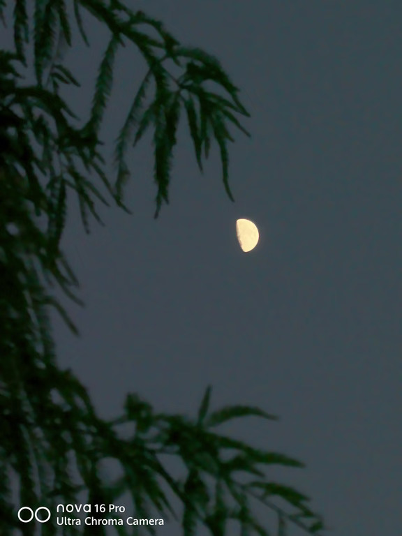 树影掩映弯月，夜色缓缓漫上来。用nova16 Pro记录这帧静谧夜景，树叶勾勒出夜空轮廓，晚风伴月色，治愈夜晚所有疲惫。
#用nova拍出你的应援色  #我的华为APP花粉社区  #nova16系列  #用鸿蒙的亿点理由  #鸿人开放麦  #一公里摄影大赛 