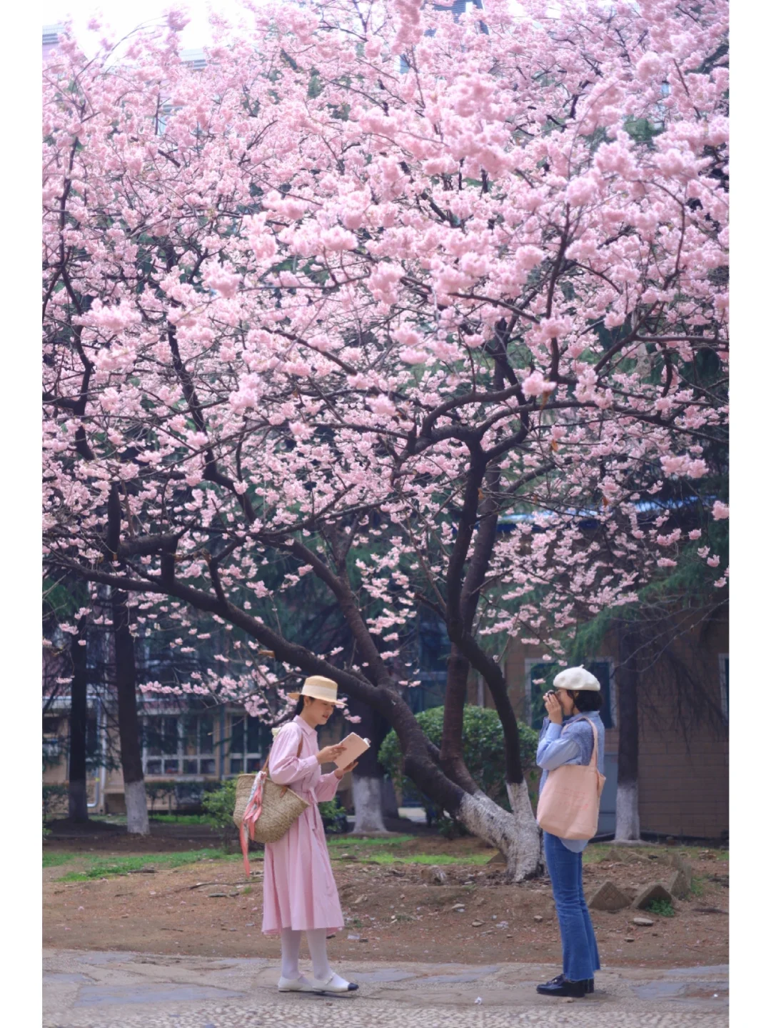 武汉这里的樱花真没人❗️超美不输东湖