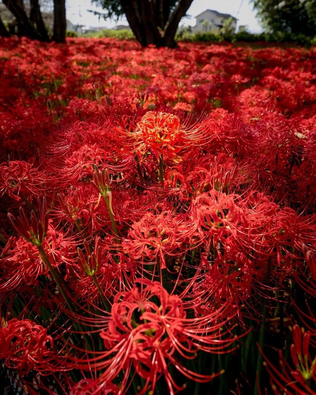 日本群马县|去寺庙赏花——曼珠沙华的世界