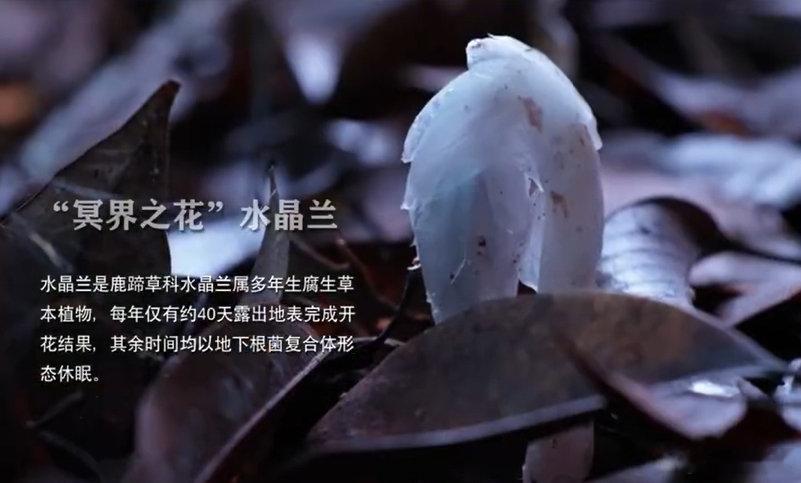 #机器狗第一次进哀牢山就拍到冥界之花#机器狗首探哀牢山原始密林，拍到俗称 “冥界之花” 的水晶兰。哀牢山地势凶险、地磁复杂，具身智能机器人能够深入人类难以抵达的高危区域，代替科研人员探勘观测，减少科考风险，还能降低对野生动植物的惊扰，科技赋能野外生态科考，很有价值！ ​