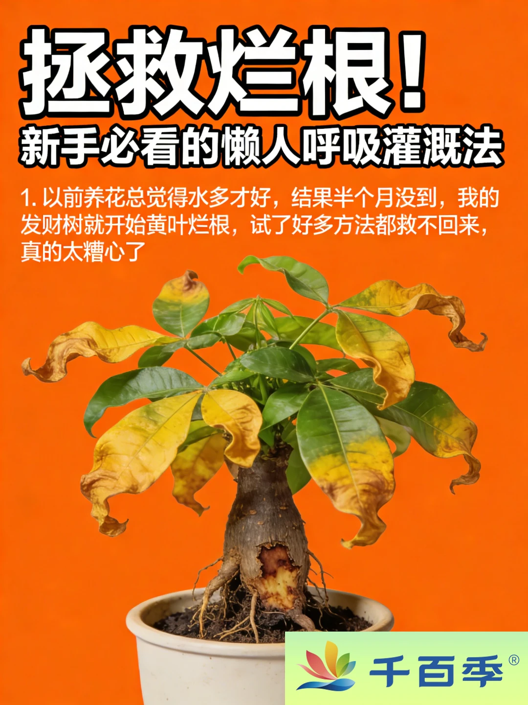 拯救烂根！新手必看的懒人呼吸灌溉法