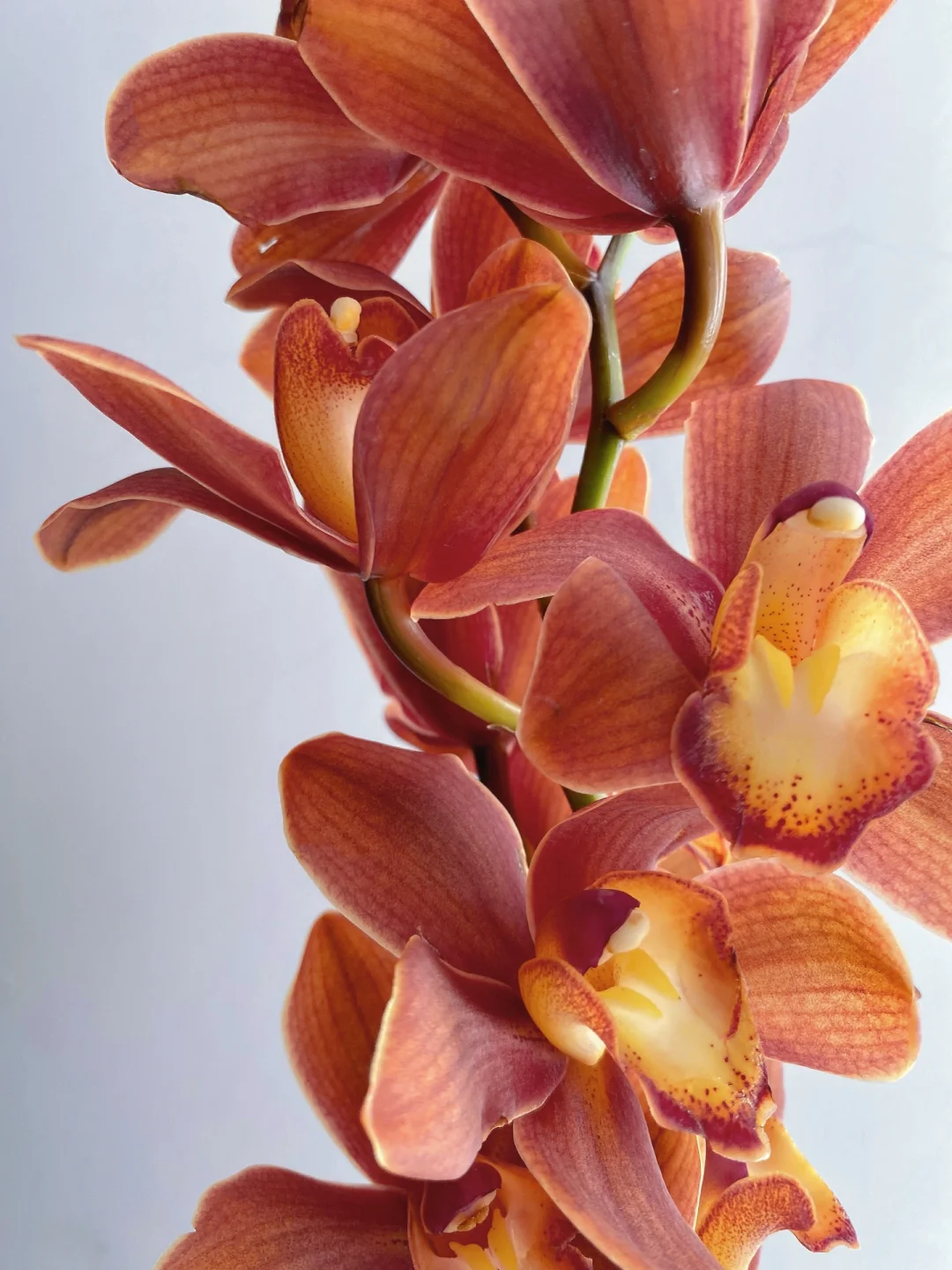 带你每天认识一种花材182｜复古色大花惠兰