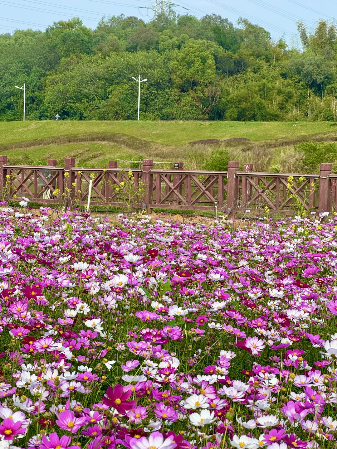 12.29 实拍！在佛山找到冬日烂漫格桑花海🌸