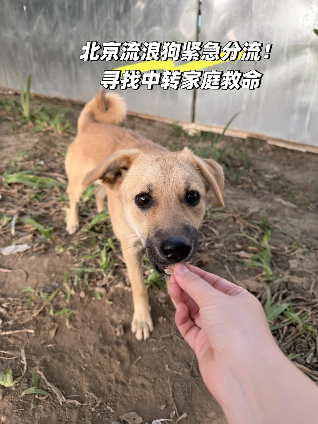 朋友发现的一群流浪小狗，目前有一只已经被抓走了，冬天快到了，流浪狗会面临很多生存