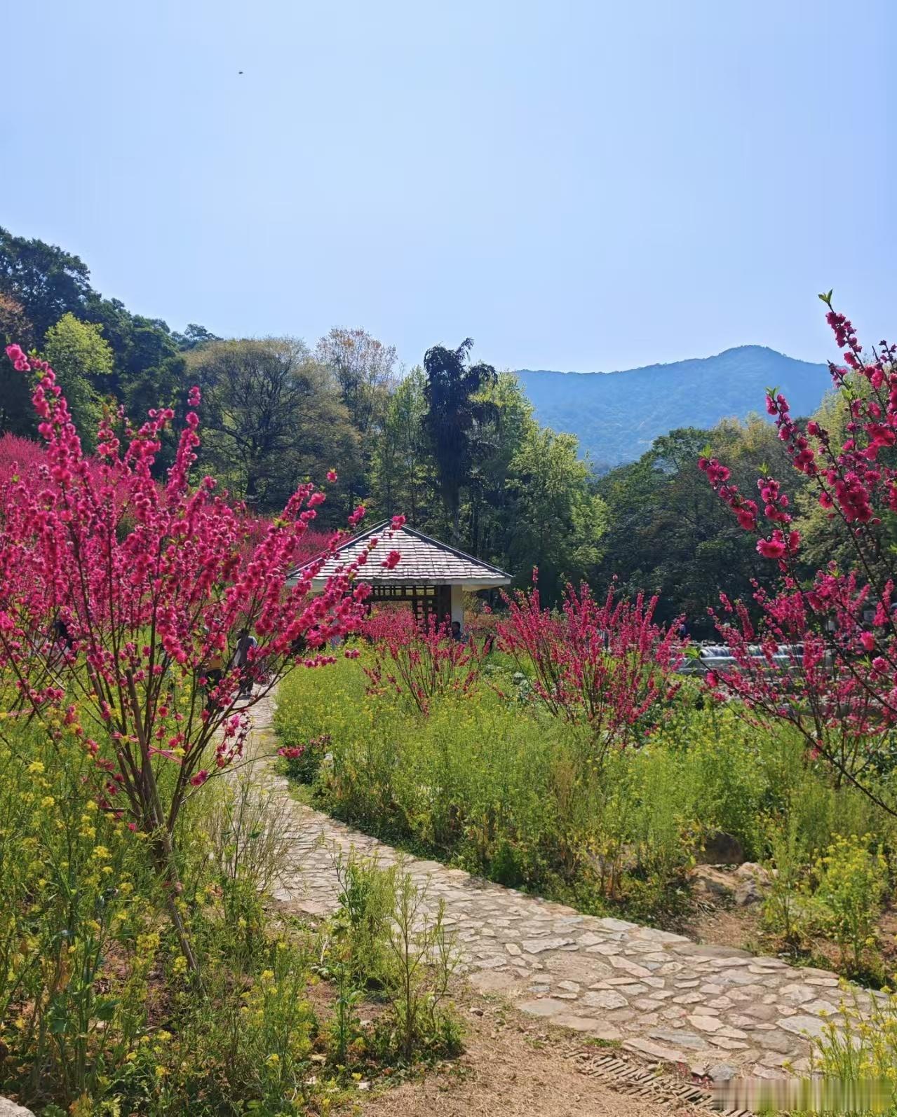 广州周末吸氧｜石门森林公园的春日浪漫已拉满🌸谁懂啊！在广州从化挖到了...