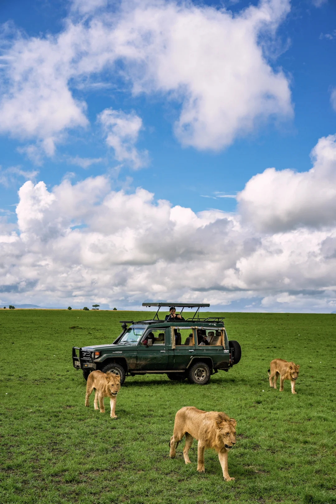 肯尼亚，人生必有的一次safari体验丨附攻略
