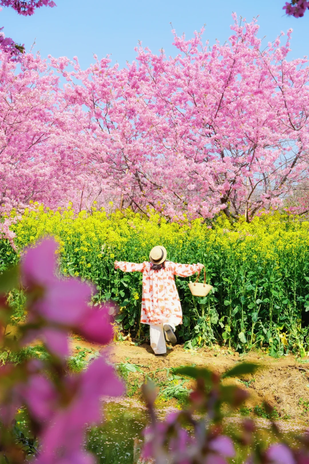 我以为武汉樱园够美了，直到我来到了这里…