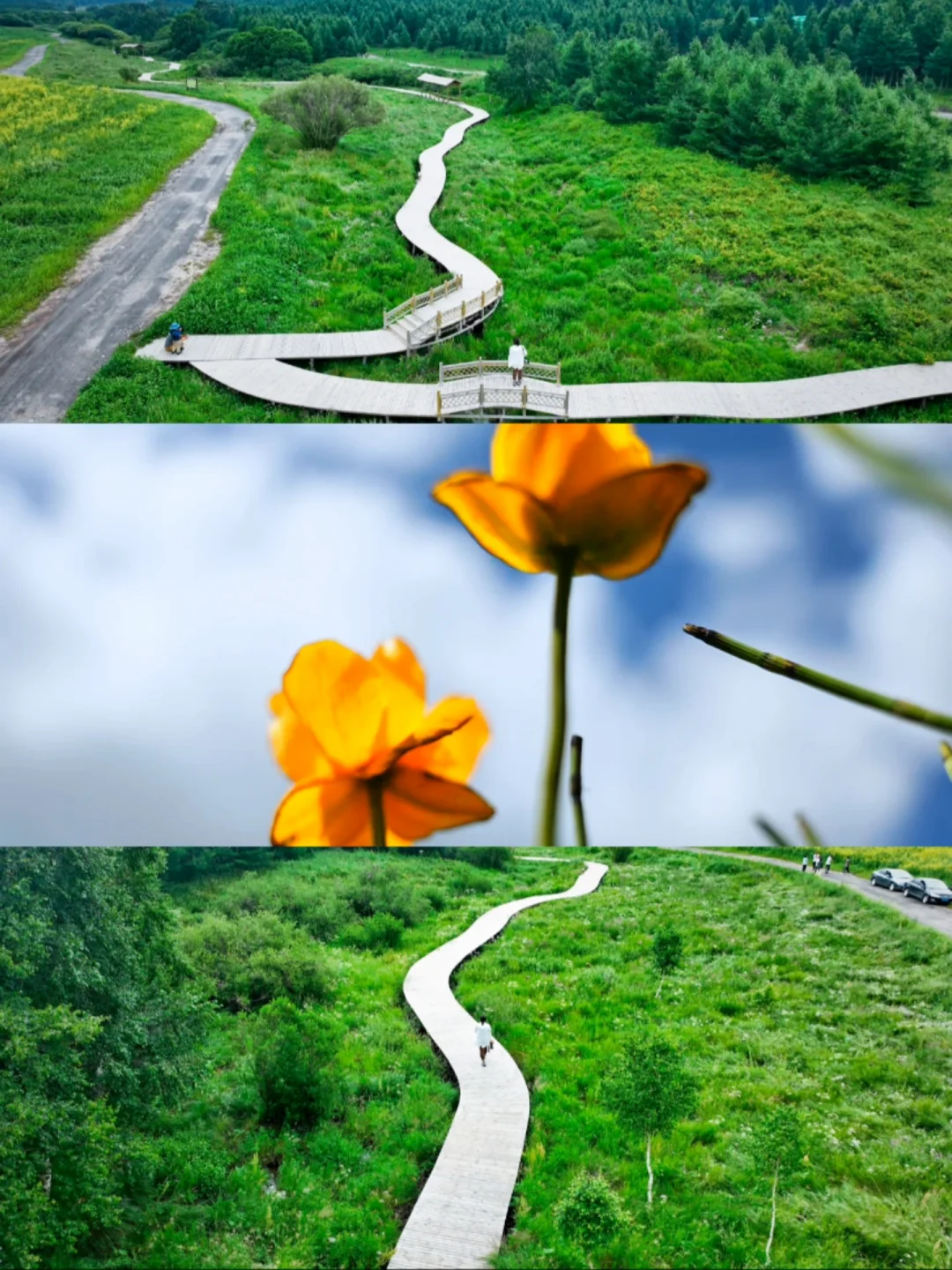 北京3h直达🌸坝上这片金色花海美到失语