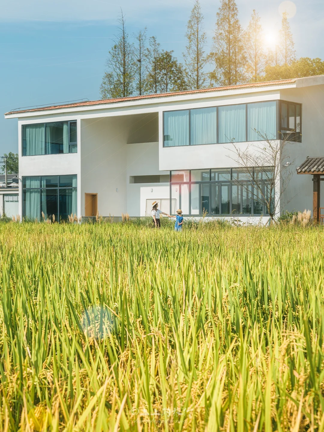 风吹稻田，住进金色的童话里｜武汉周边游