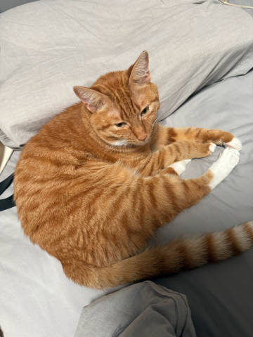 南村群猫欺我老无力