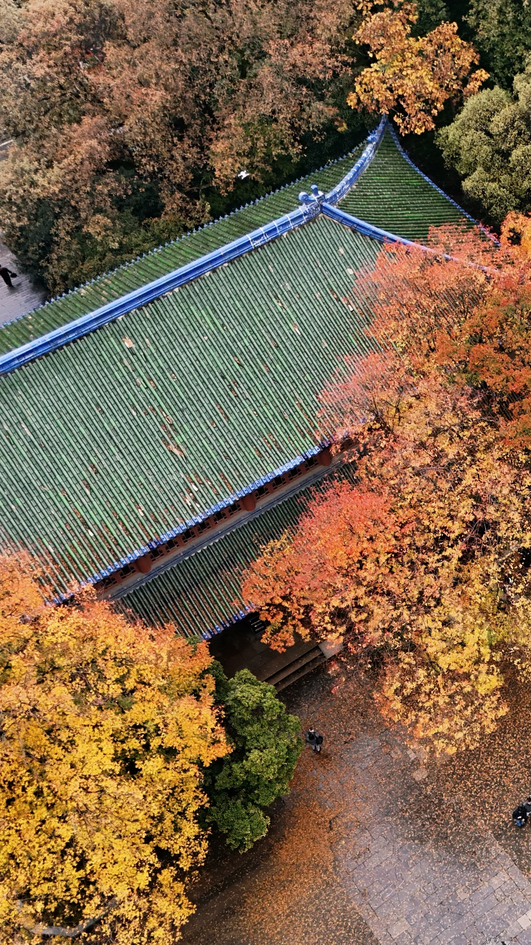 11.9南京雨后🌧️灵谷寺赏秋🍁