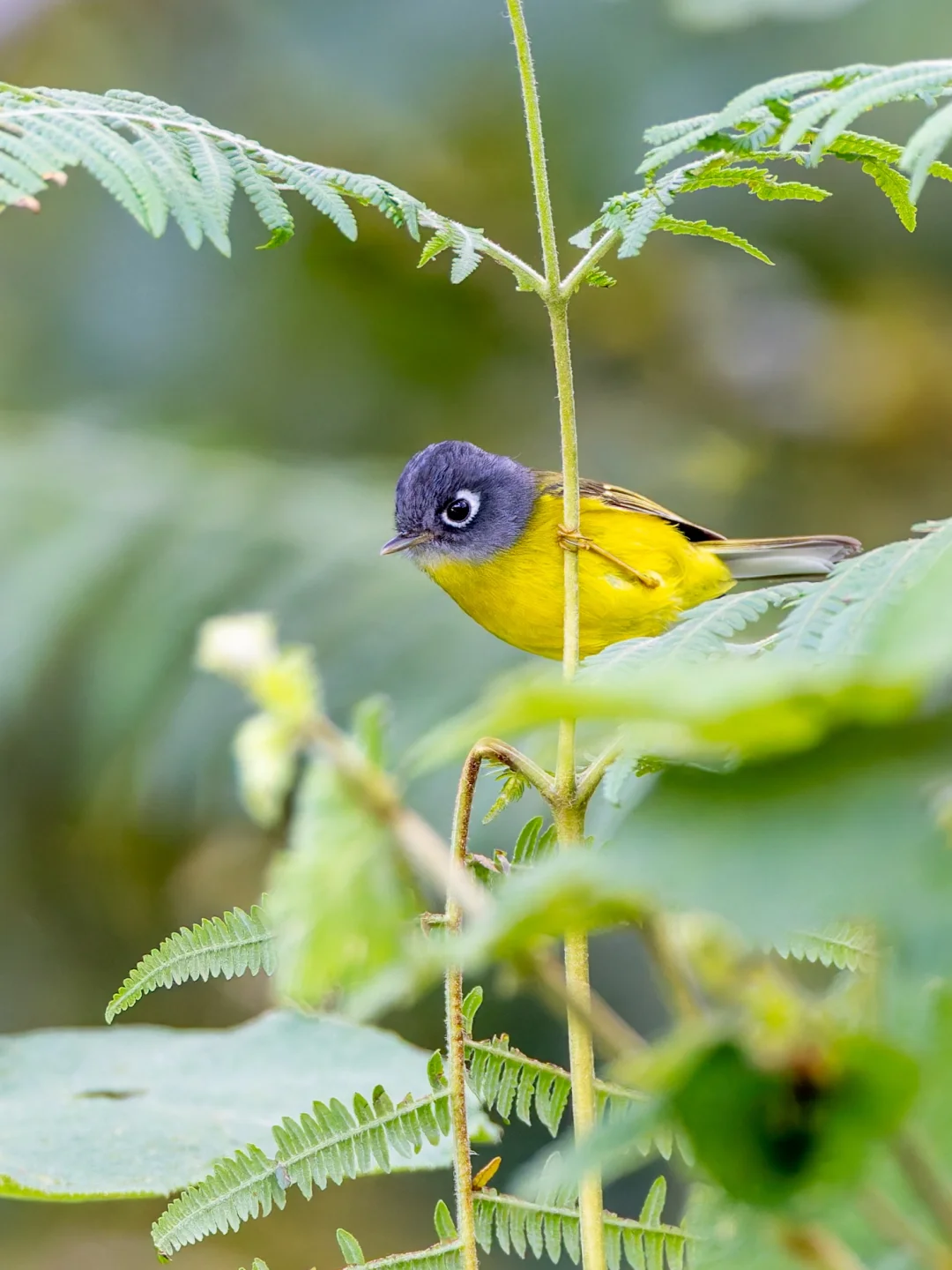 灰脸鹟莺瞪大眼睛偷偷看你