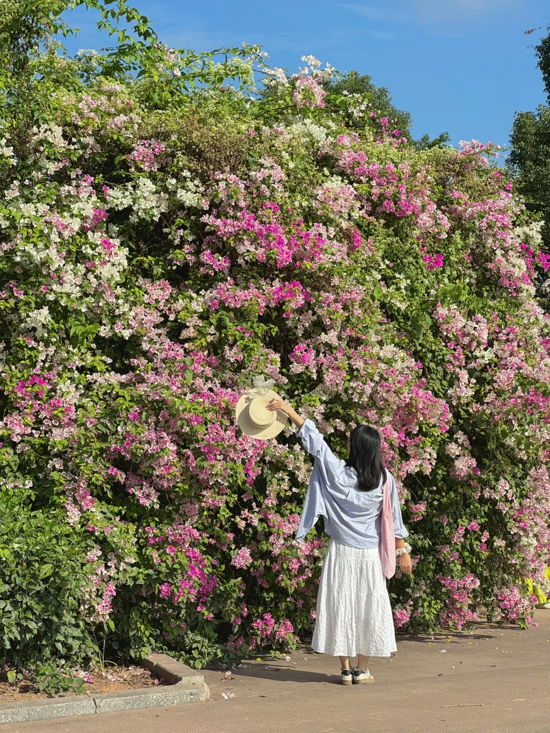 11.8live～广州这里三角梅瀑布🌸简直太美了