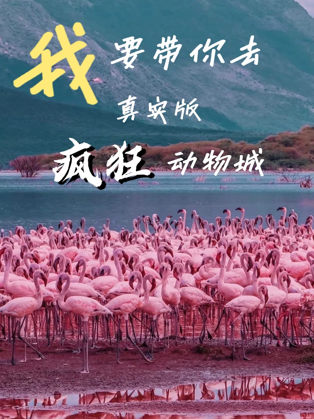 旅行捡人｜暑假一起去真实版疯狂动物城