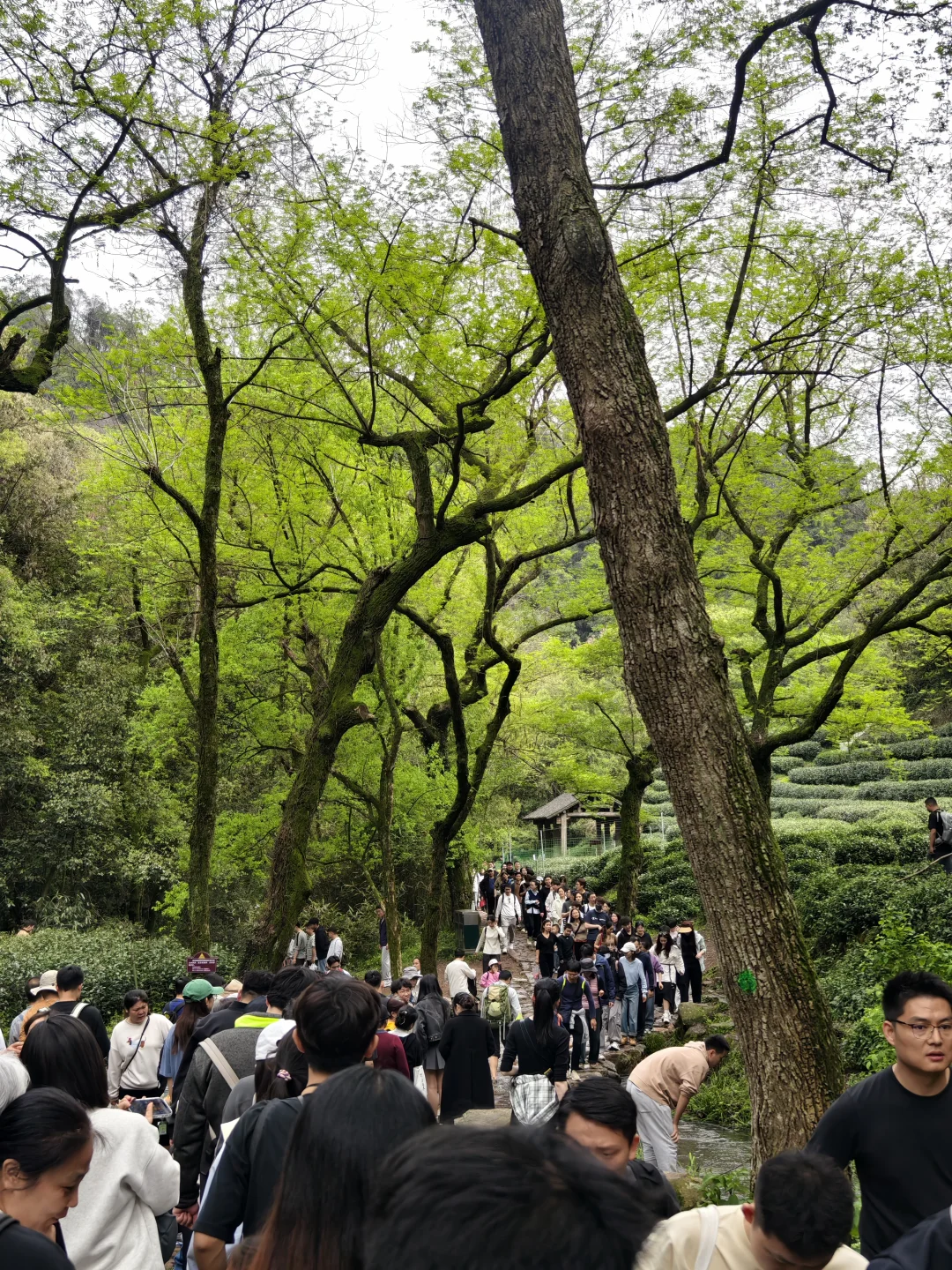今日九溪现状，堵在十八涧的石阶上