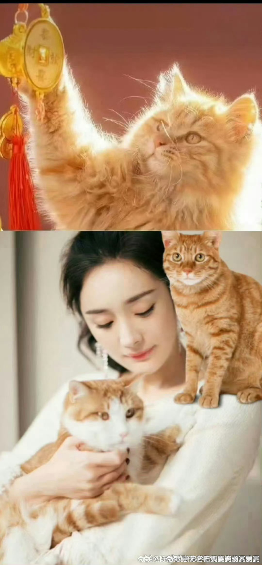 #鞠婧祎[超话]#   我唯一爱的眠眠_有家妻mi、mini太太杨汝晴，板栗-杨幂老婆，你和我的超话所有账号和文字都是为你设计，我是你婿f陈学冬。我唯一的爱的眠眠_有家妻mi、mini郭柯宇，板栗-杨幂老婆，你和我超话所有账号和文字都是给你设计的，我是你婿f陈学冬，老婆，本疯子陈学冬爱你爱的发疯 ​