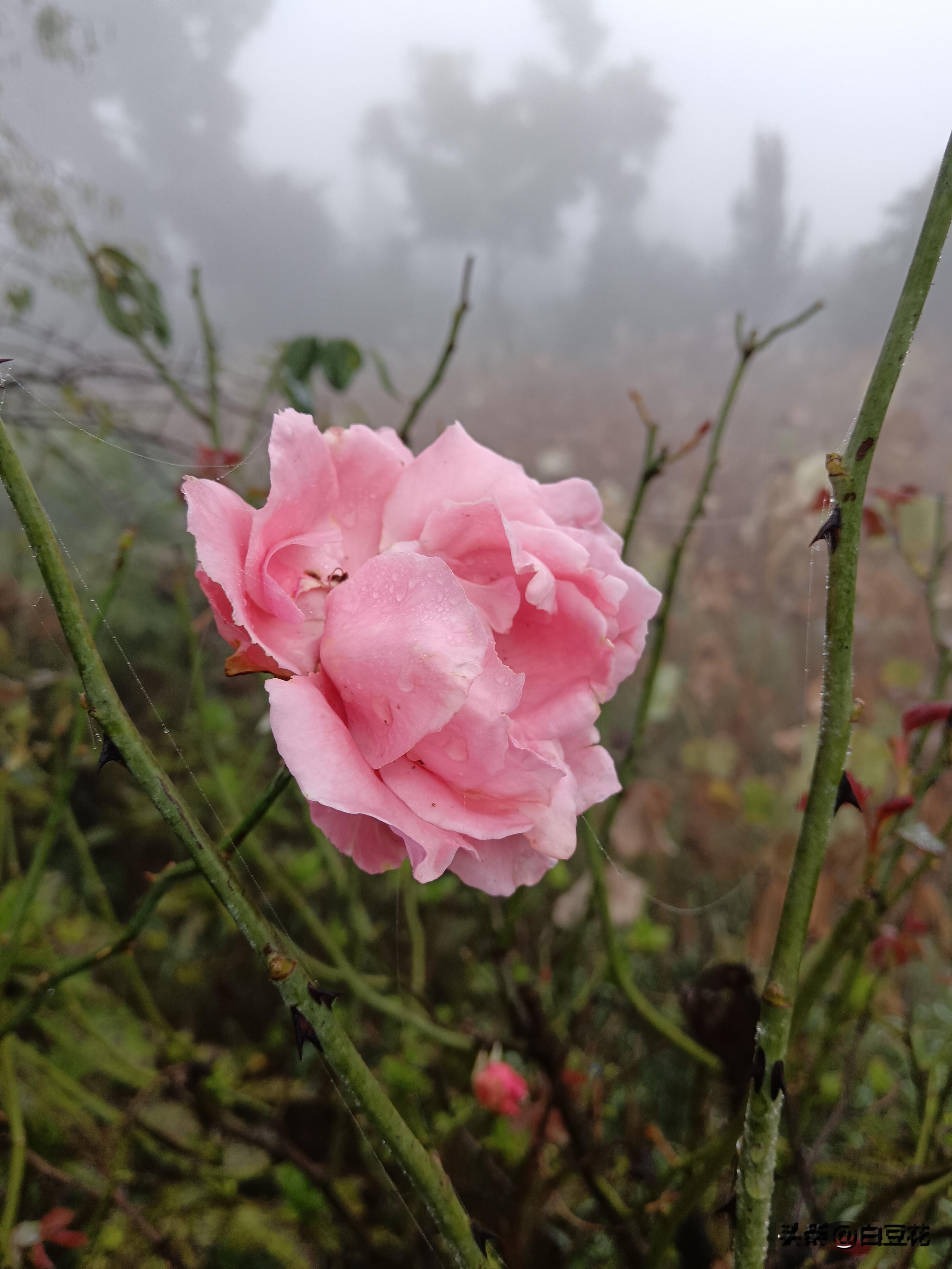 中年夫妻别样的压力  人到中年，尤其是50岁之后，夫妻之间除了各种贷...