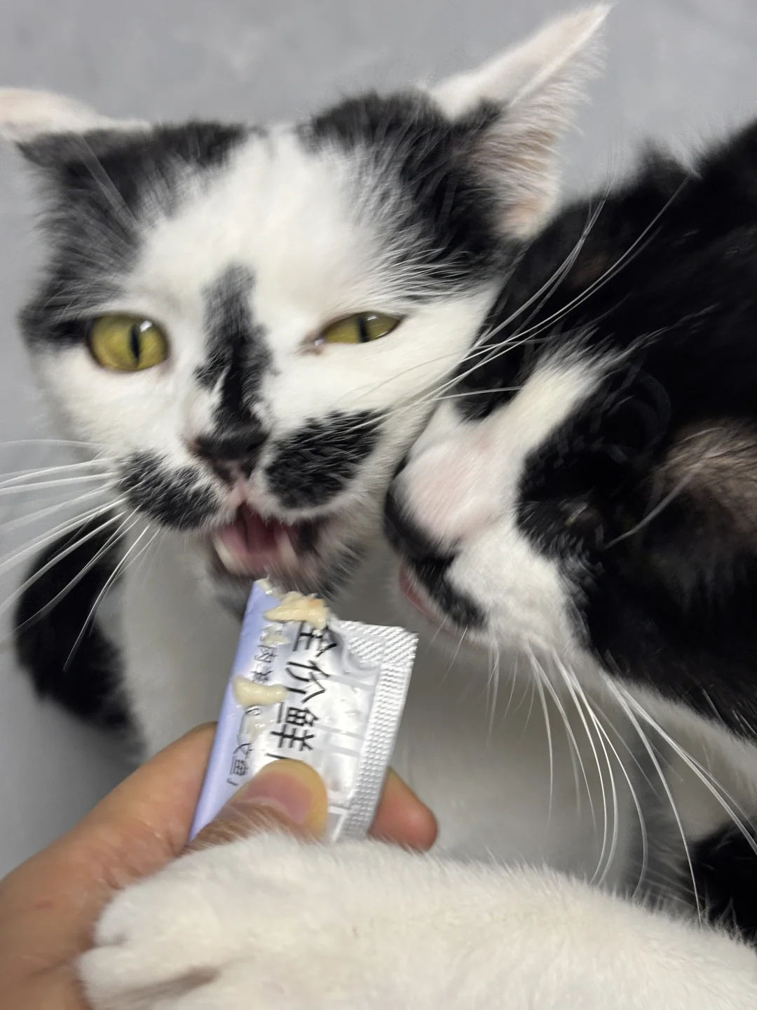 单条只要1r多！！猫生实现猫条自由了！