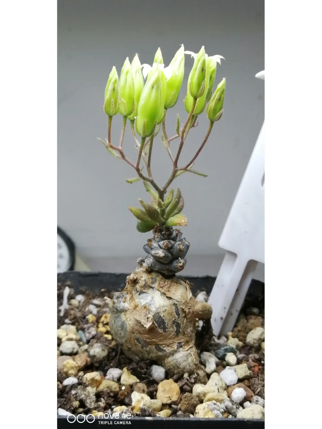 块根多肉奇峰锦Tylecodon sulphureus