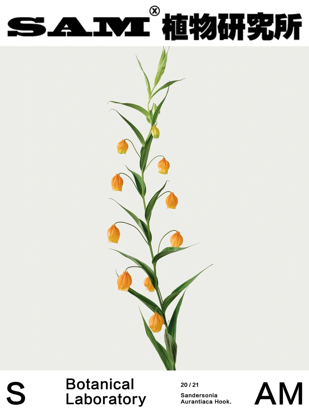 宫灯百合｜Sandersonia Aurantiaca Hook.