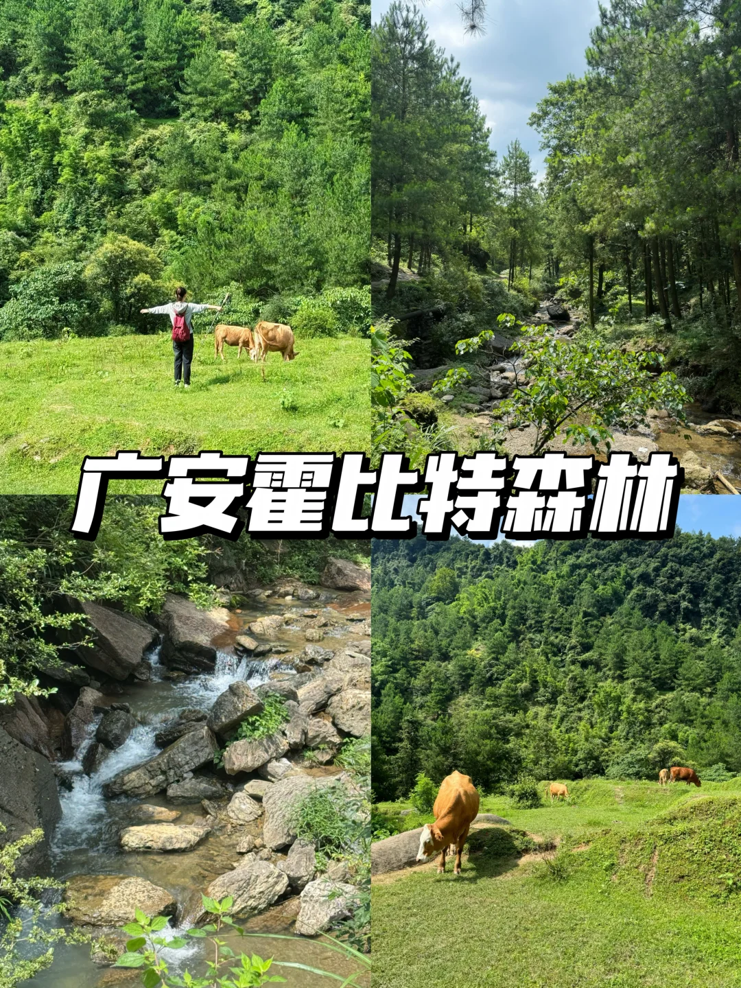 重庆周边0元秘境✨广安霍比特森林太治愈了🌿
