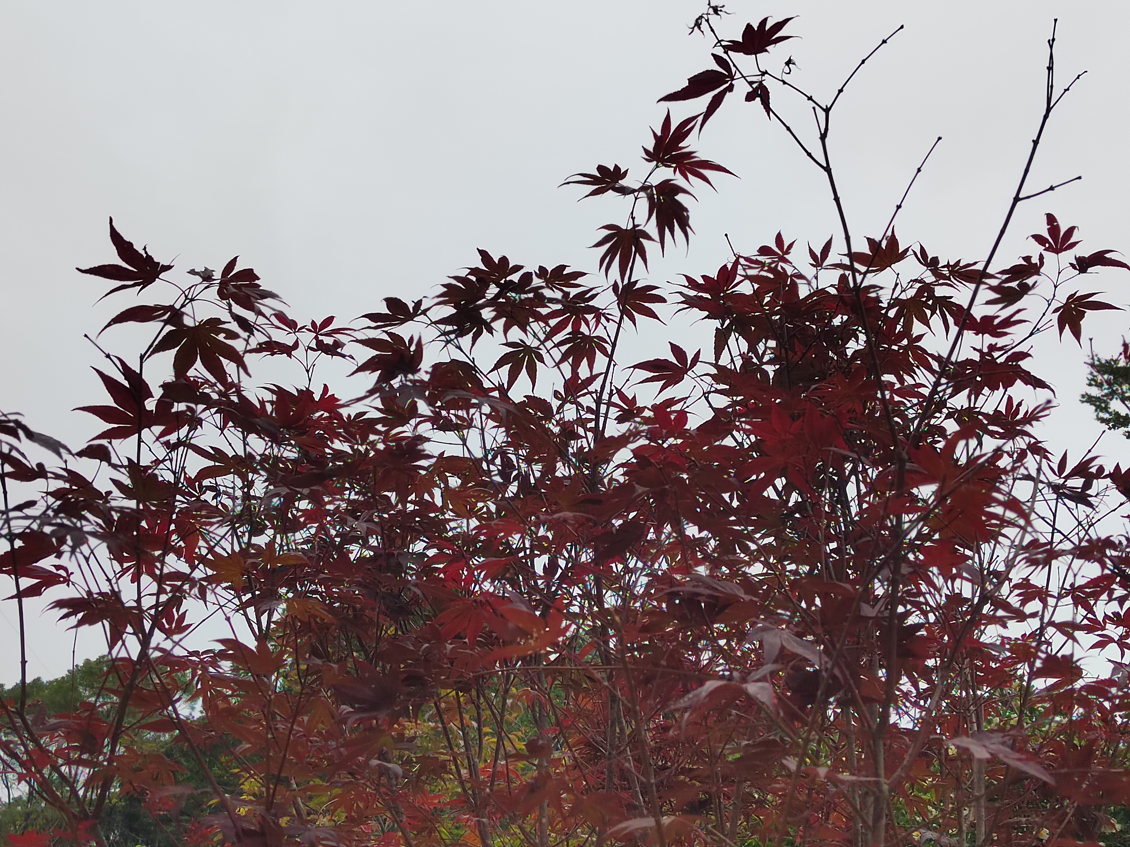 已尽晚秋，霜叶红于二月花。