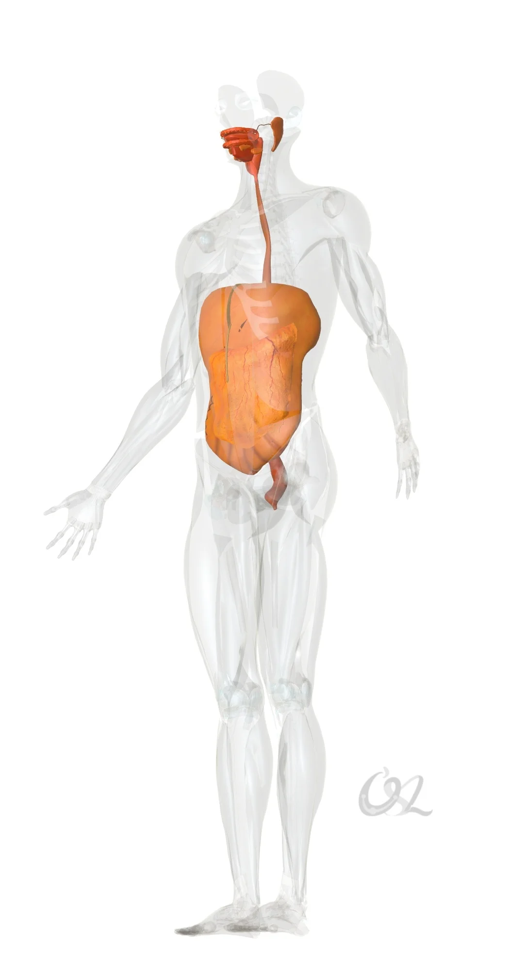 口腔到肛门，是一个畅通的管道。因此可以说，人和大自然是切实合而为一的。