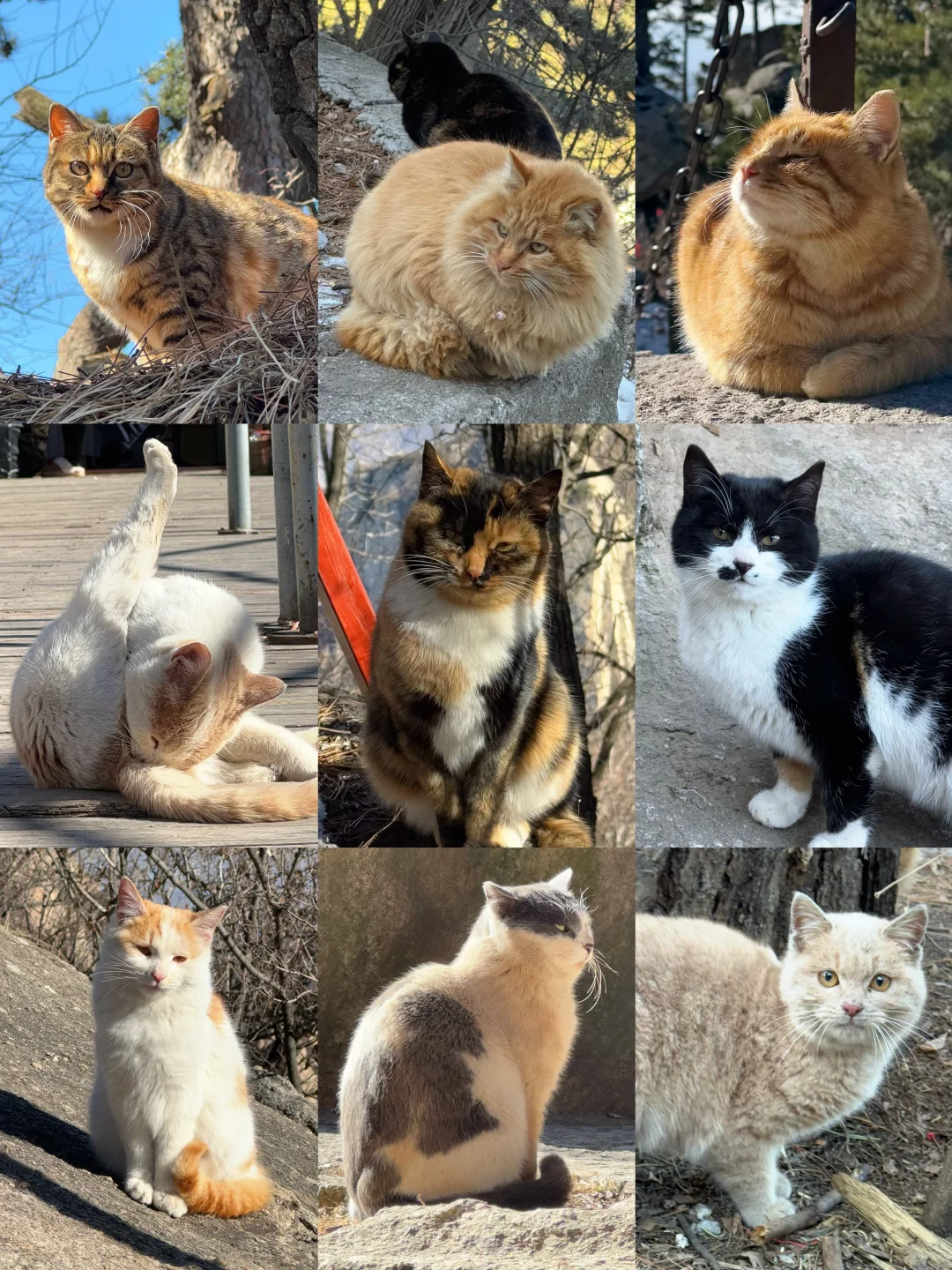 五岳猫咖：华山上的猫