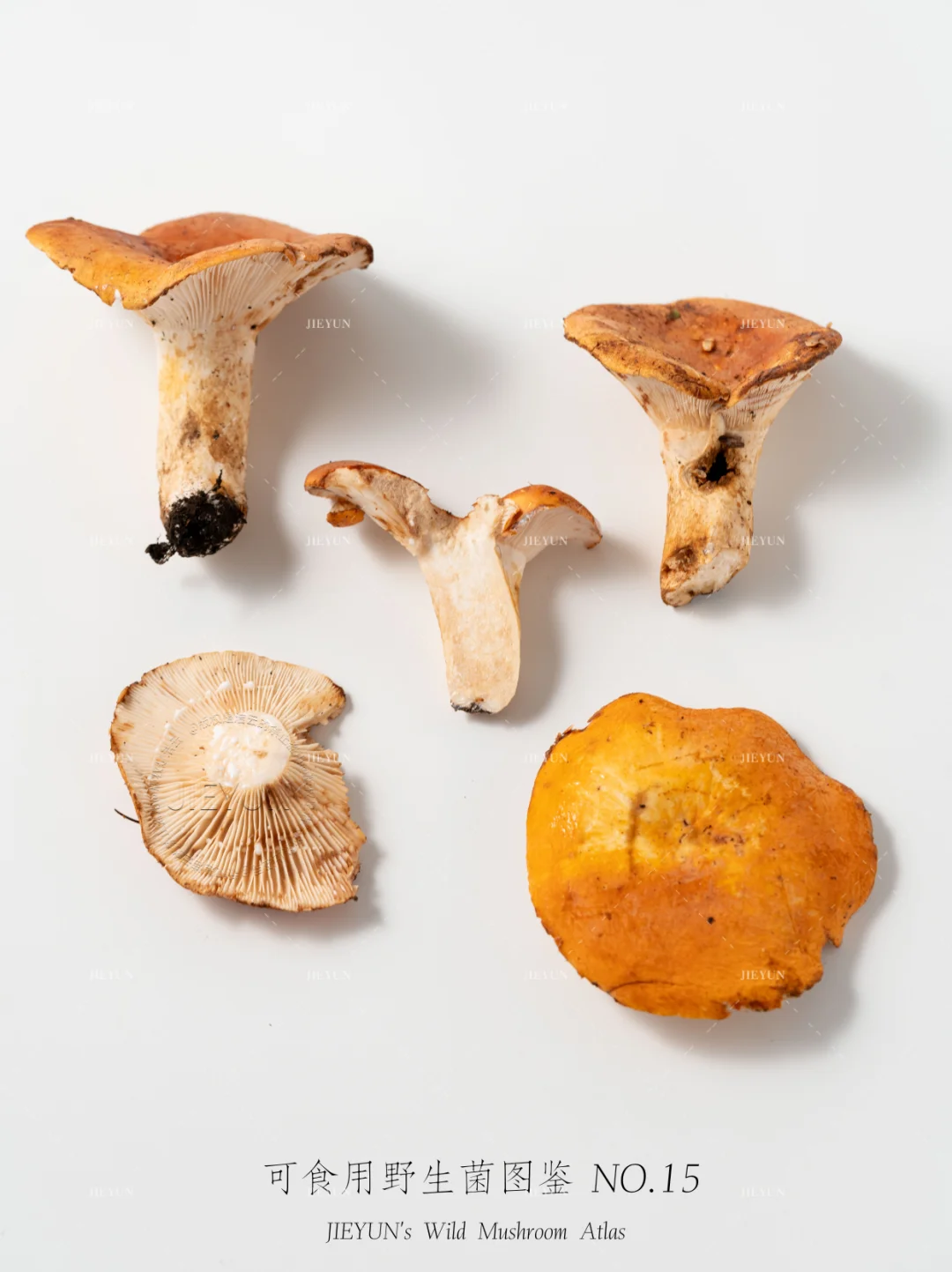 可食用野生菌图鉴NO.15 | 奶浆菌