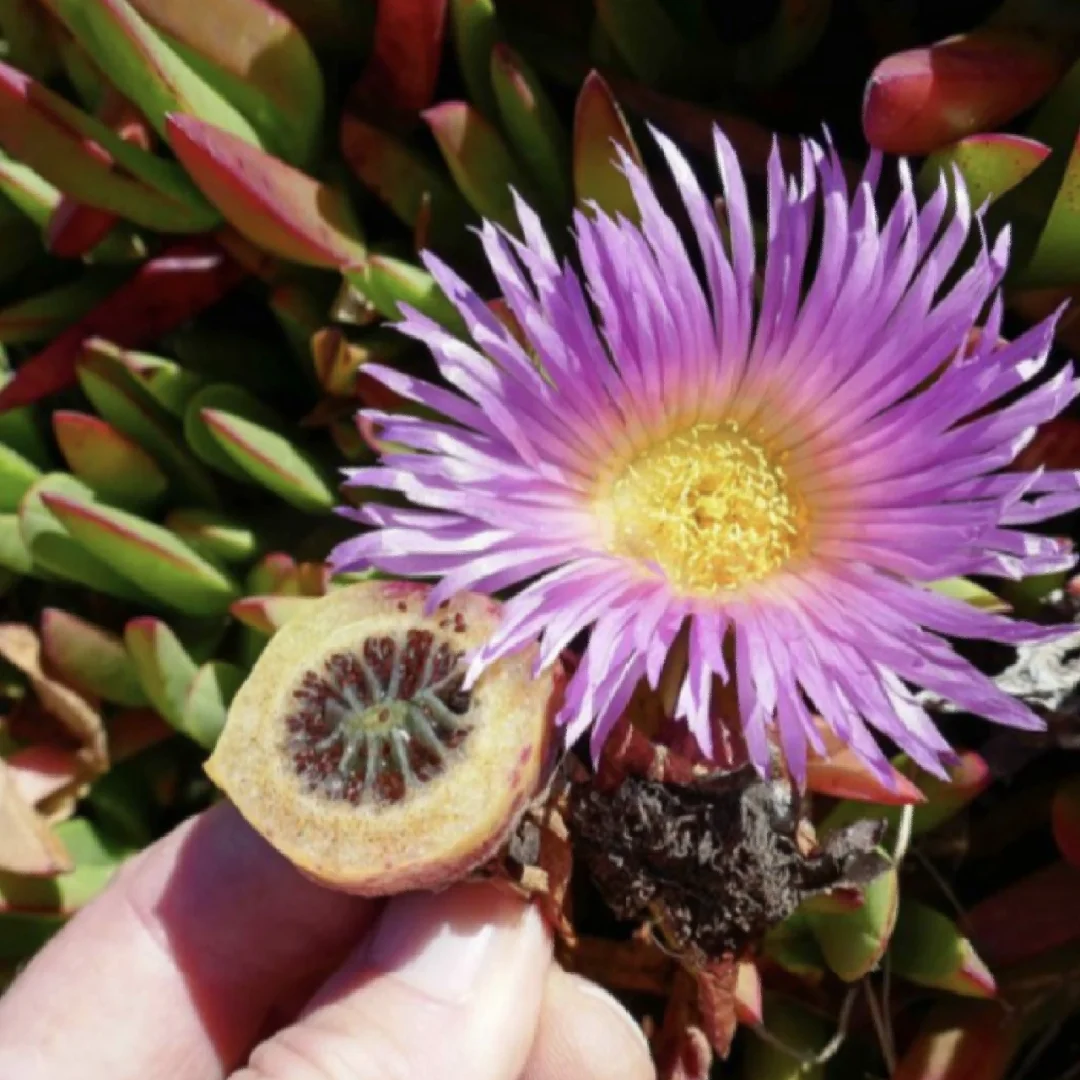 食用日中花Carpobrotus edulis
