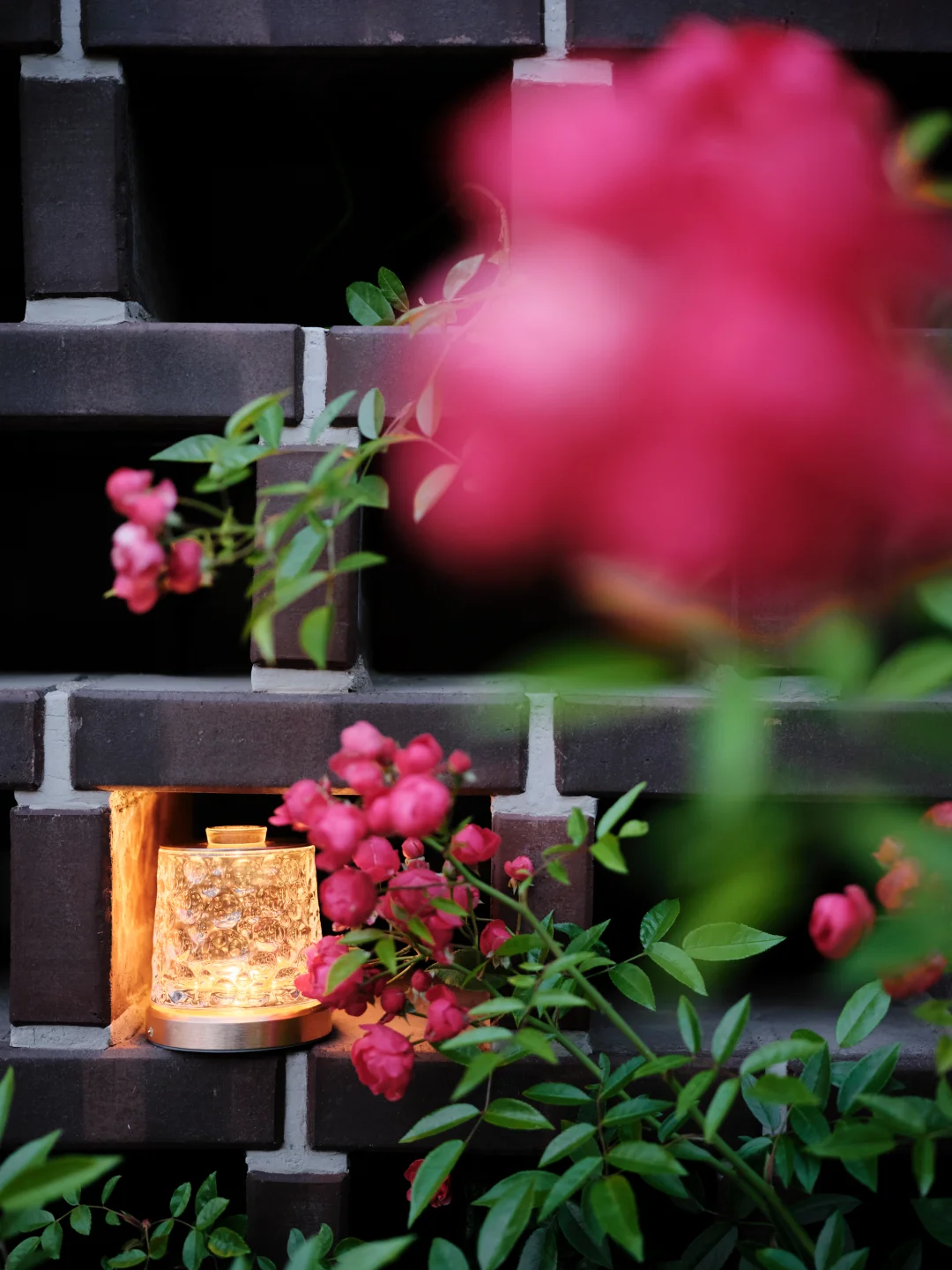 酒杯灯魔法，我拍到了私语的夜蔷薇‼️