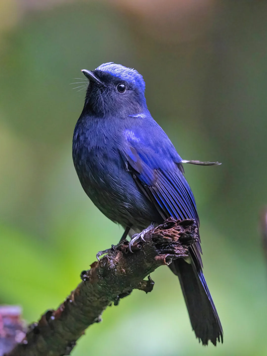 雨中偶遇一对大蓝鸟（大仙鹟）