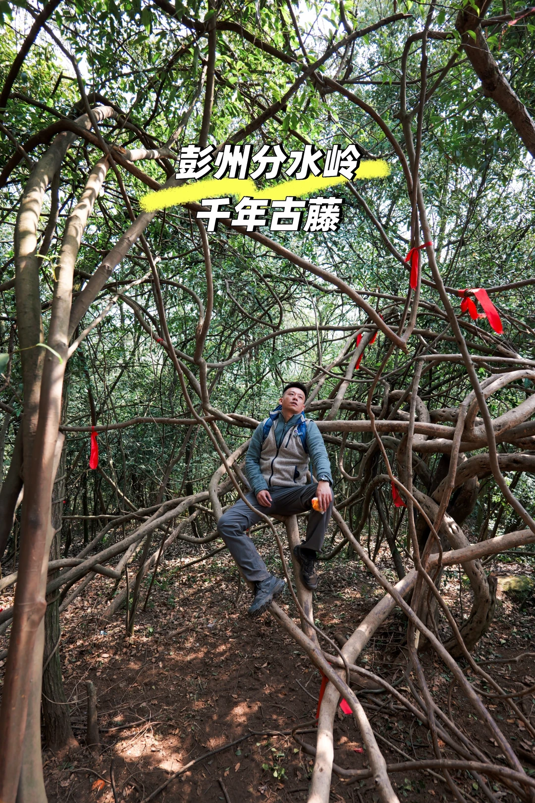 比盘丝洞还难爬的彭州分水岭千年古藤太野了