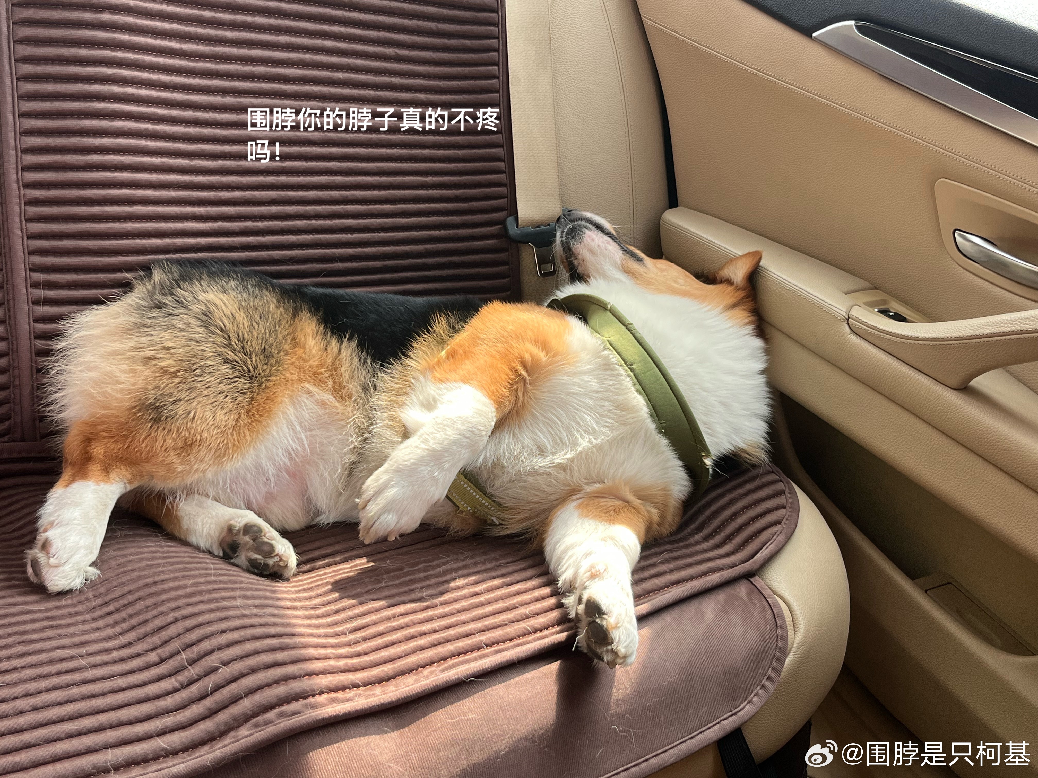 围脖真的有个好脖子！！！ ​​​