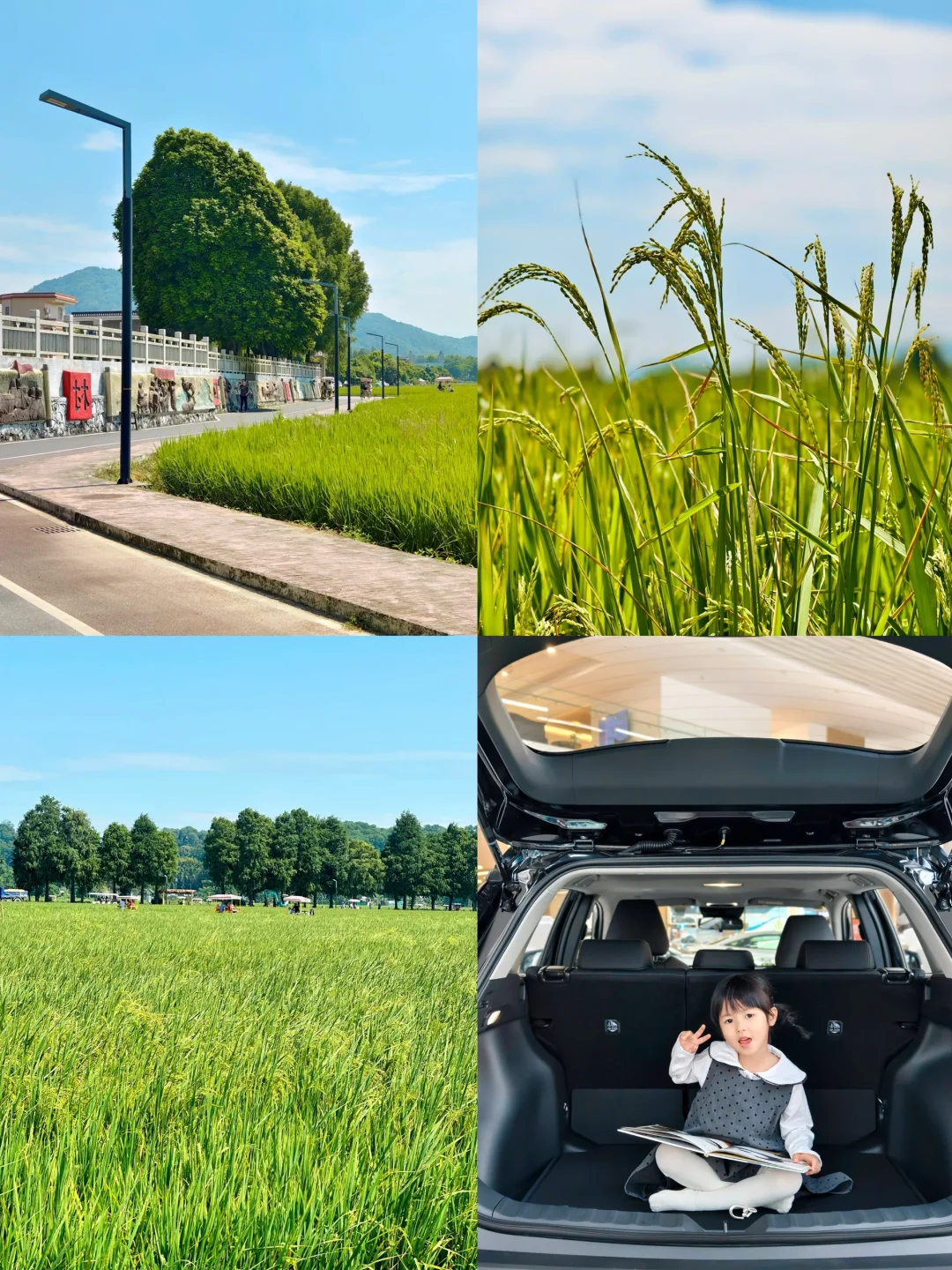 不枉我开车1⃣️小时！这片秋日稻田真的好美🌾
