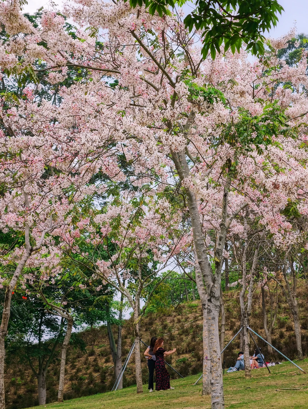 下了几天雨🌸白石龙音乐公园的花还在吗？