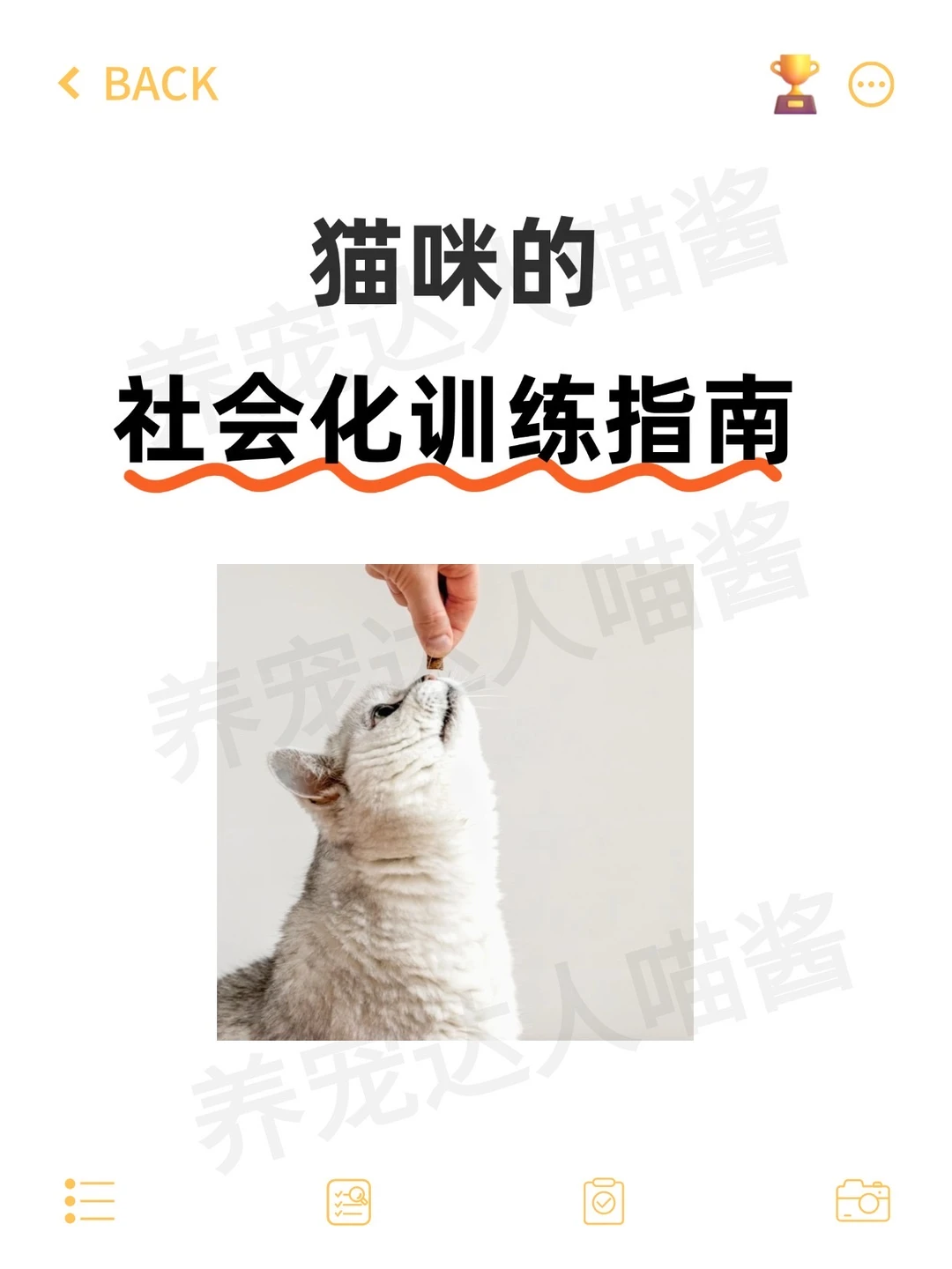 猫咪的社会化训练指南