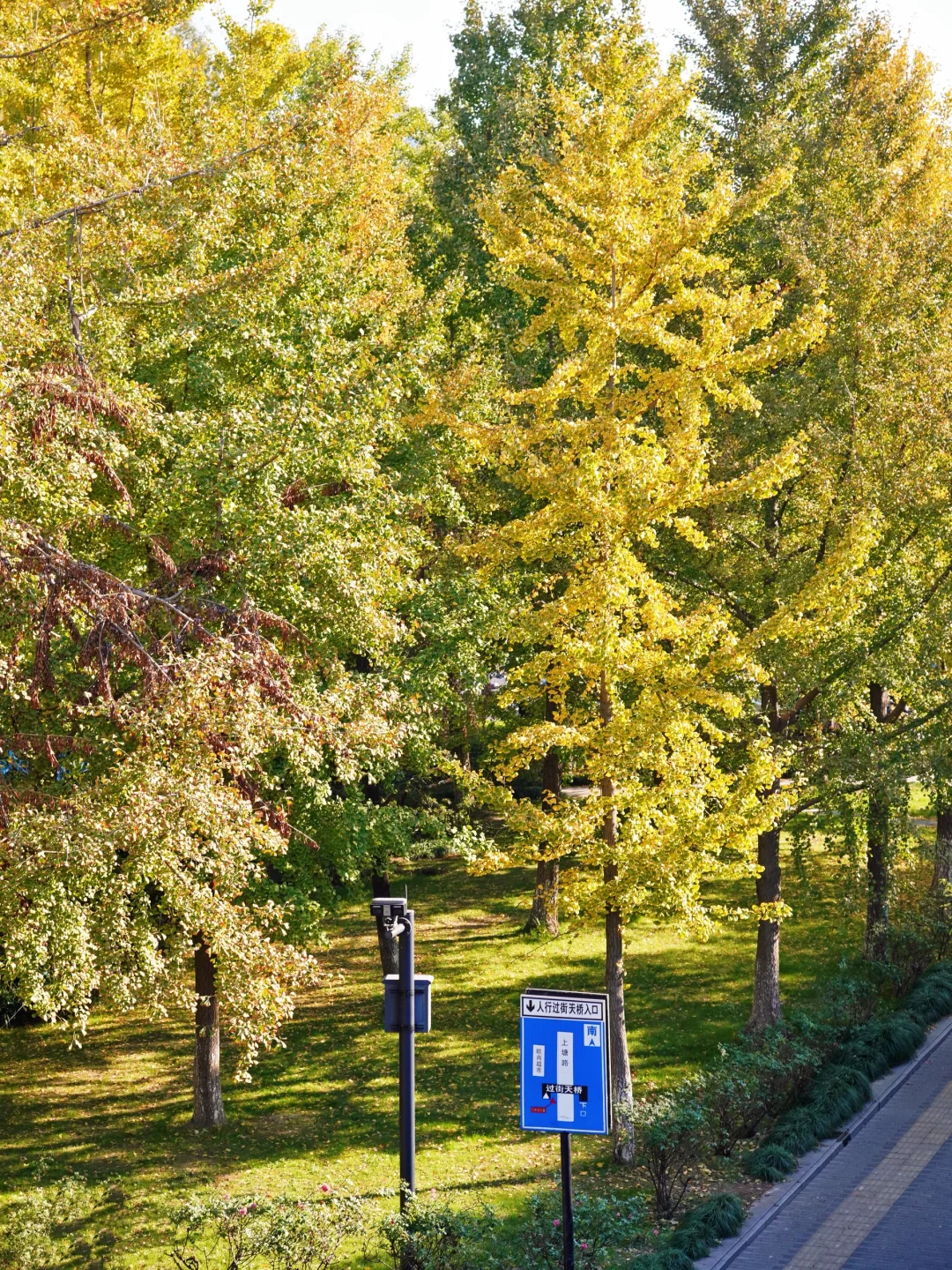 杭州大关免费银杏林！🍂地铁直达！