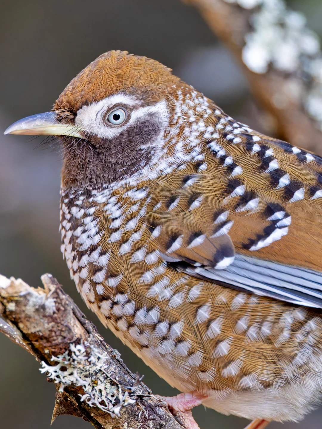 分布范围狭窄的我国特有种：白点噪鹛