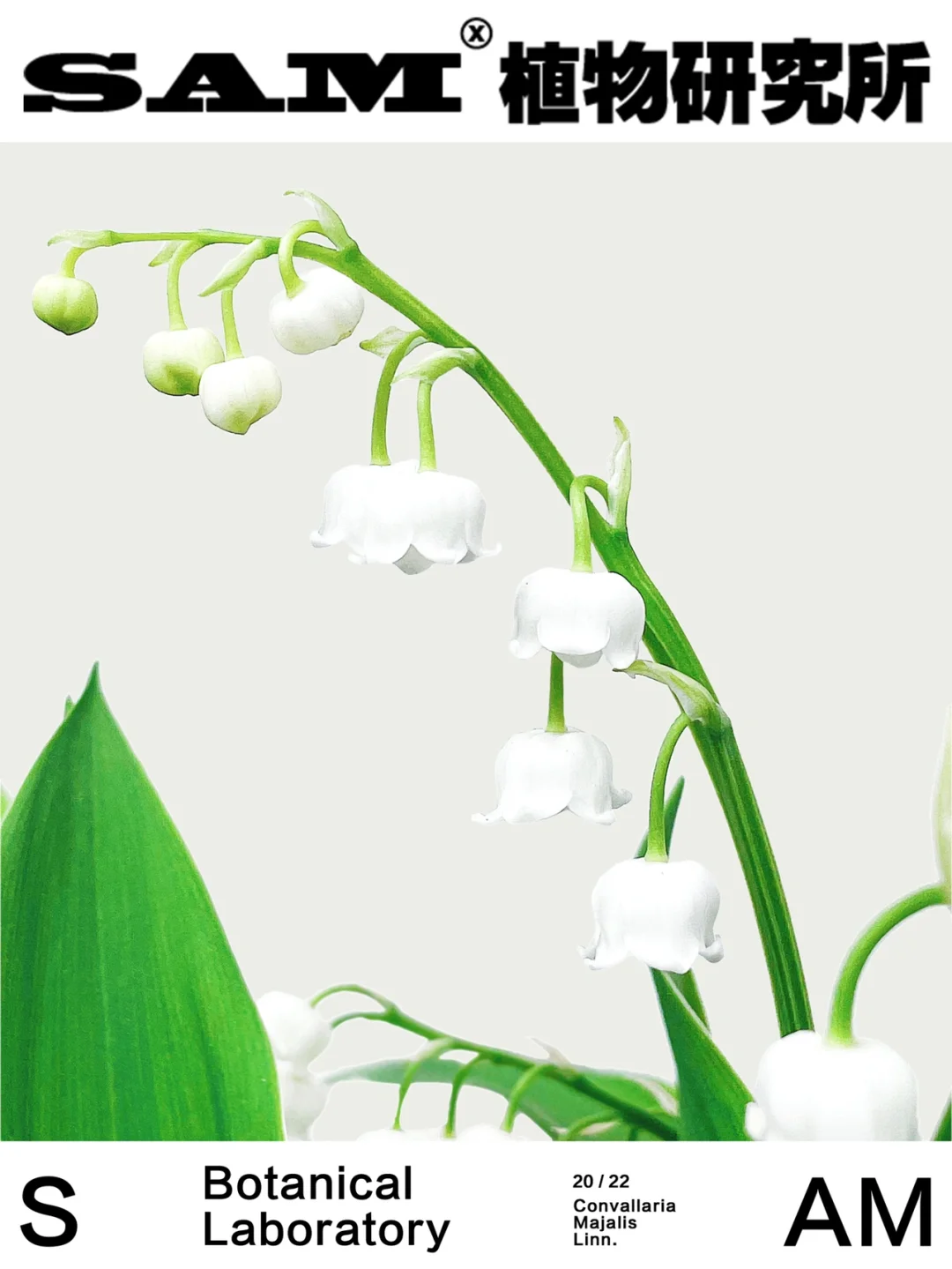 铃兰｜Convallaria majalis Linn.