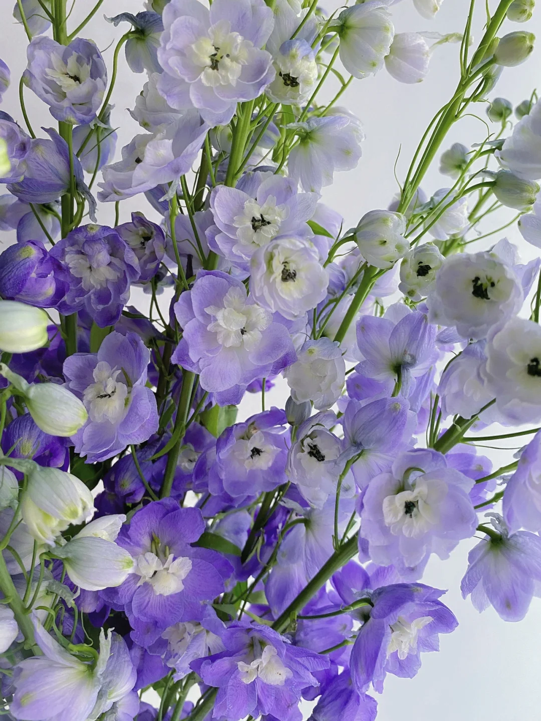 带你每天认识一种花材162｜紫色大飞燕