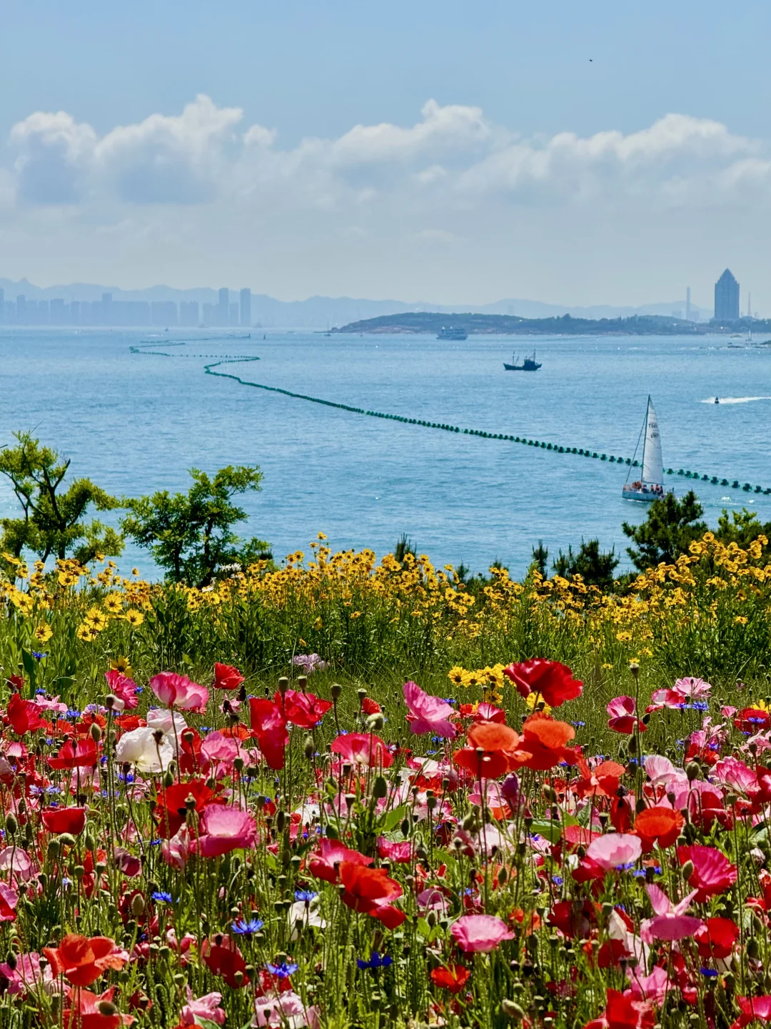 为青岛的春天心动一万次🌸附机位+时间表