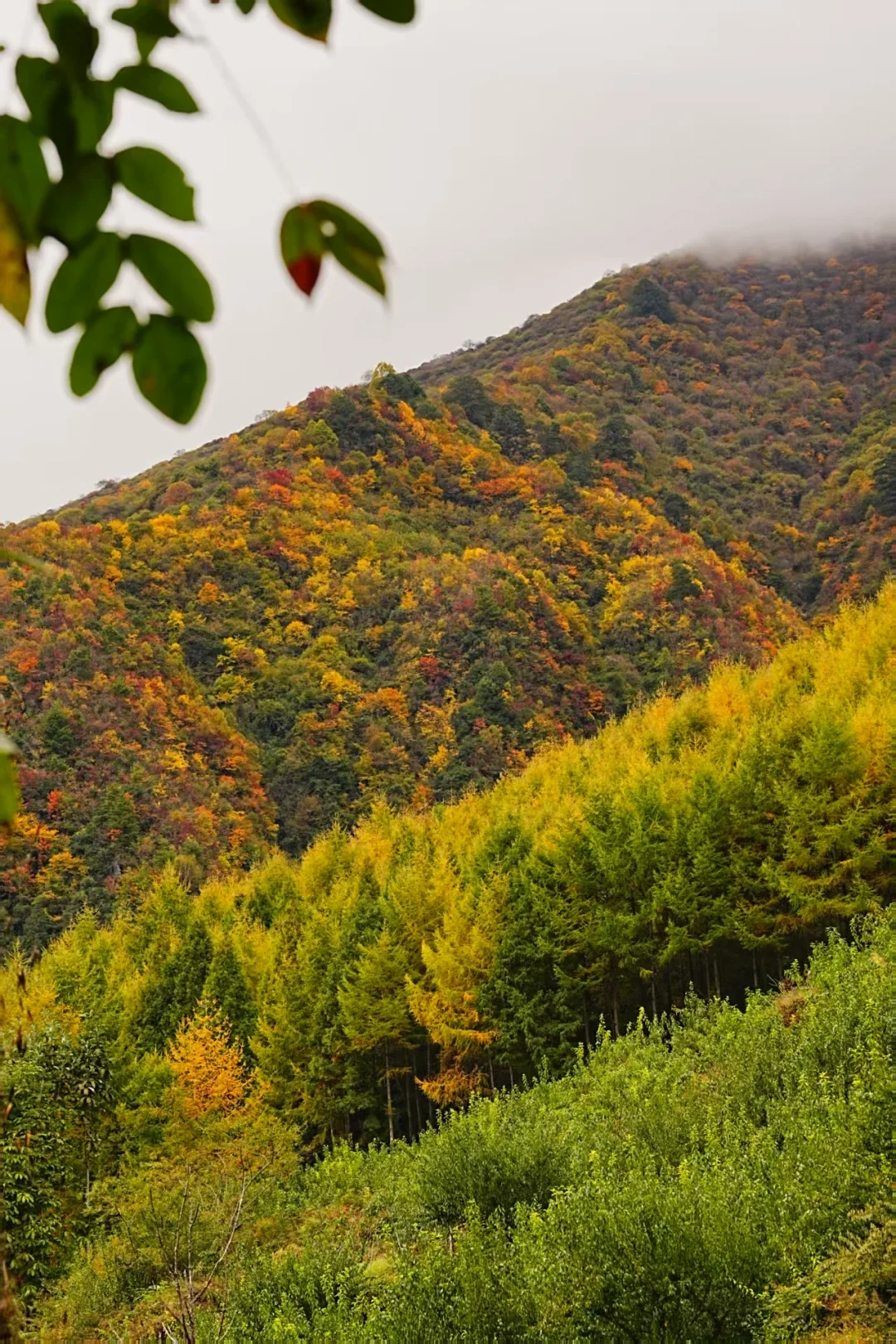 10.24松林湾 闯进了满是秋叶的童话世界🍂