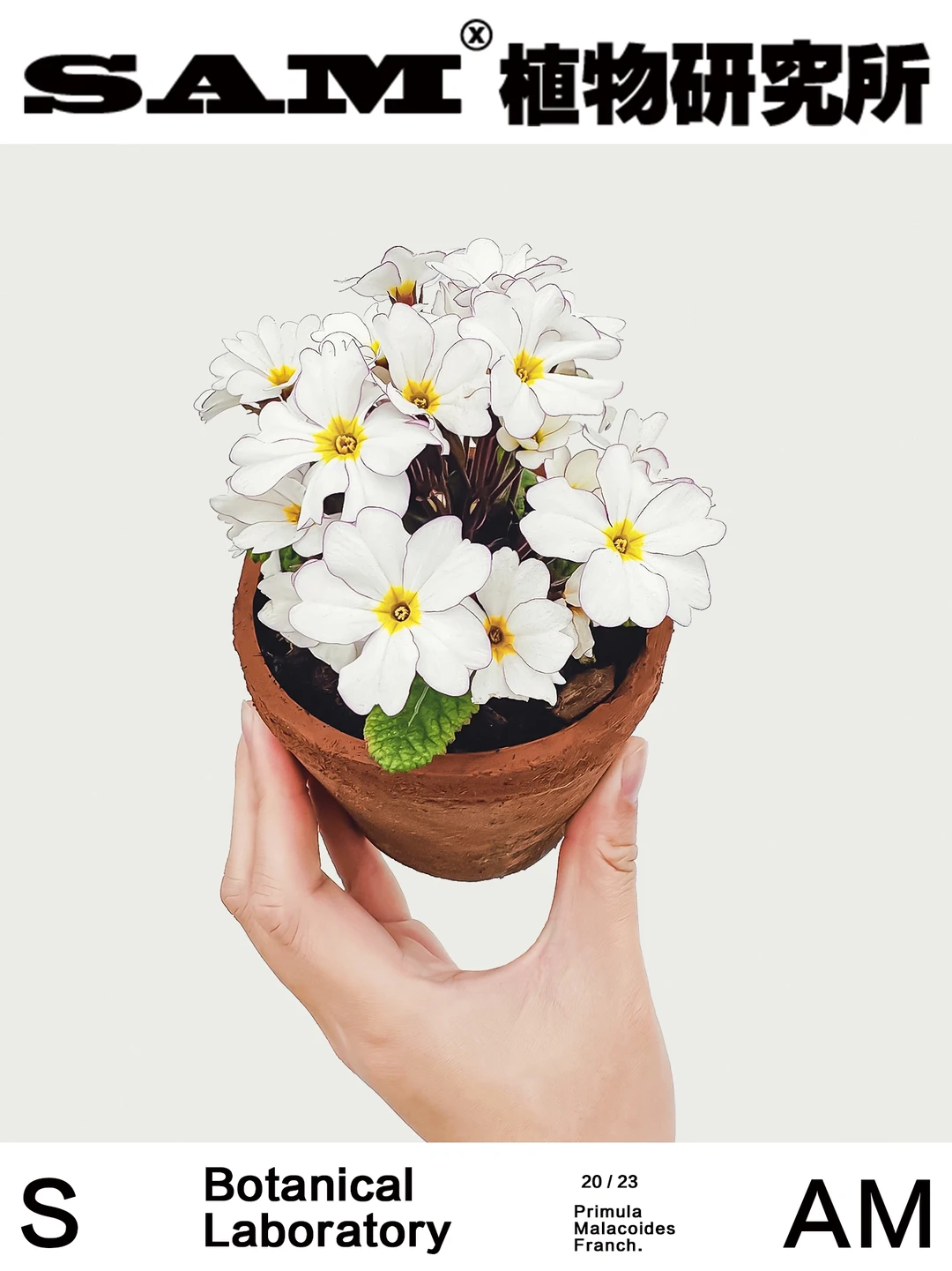 报春｜Primula Malacoides Franch.