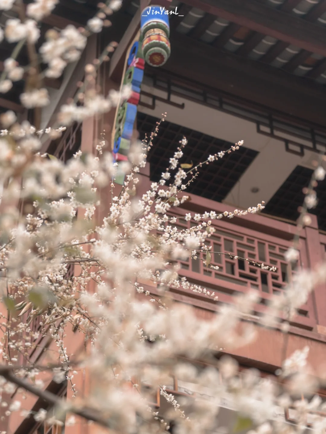 成都旅行｜‼️青羊宫竟然不止两株粉梅花🌸