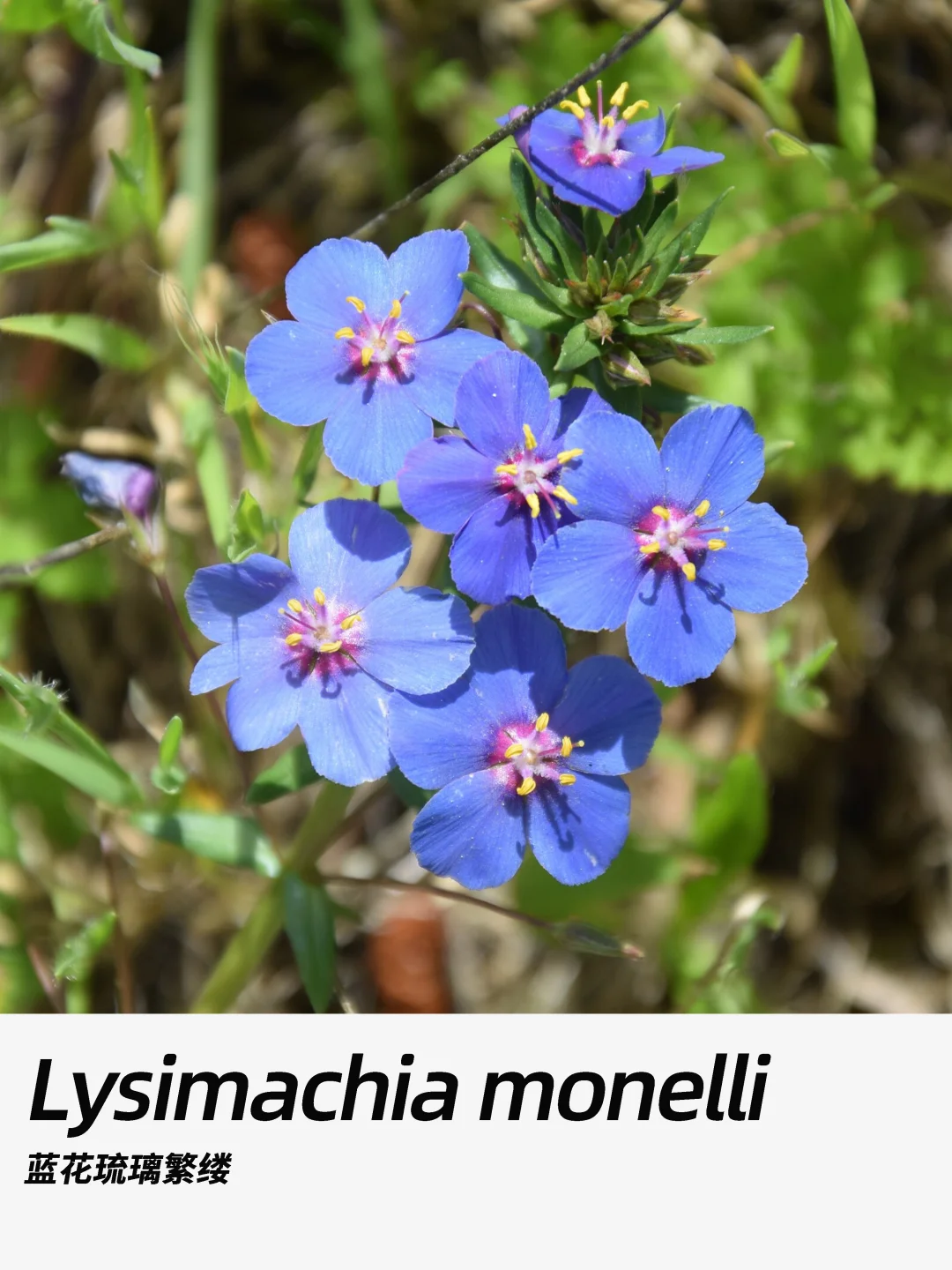 带你每天认识一种花材417｜蓝花琉璃繁缕