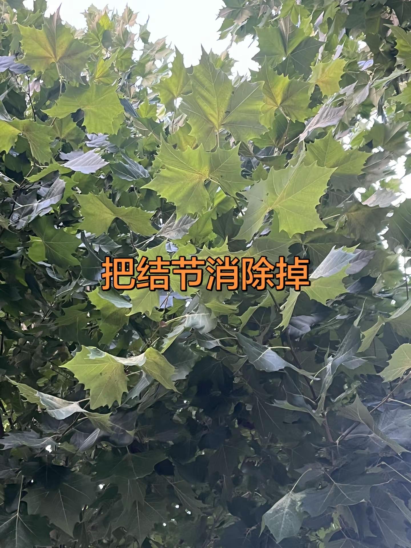 马刺还是太年轻了，关键失误&amp;绝杀不中，马刺主场再负尼克斯文班亚马文班亚马错失绝杀尼克斯105比104险胜马刺