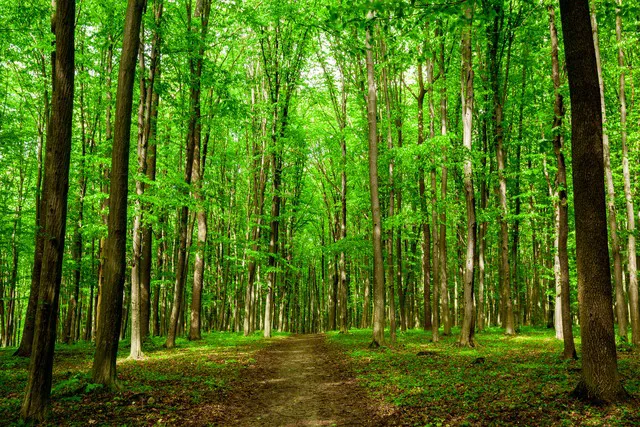 夏日有着别样的清新之美。阳光穿过树叶的间隙洒下斑驳的光影，恰似森系写真...